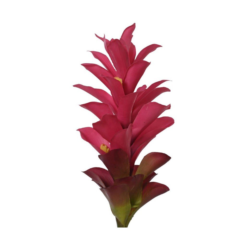 Gemberbloem rood of roze 75 cm Gemberbloem rood of roze 75 cm