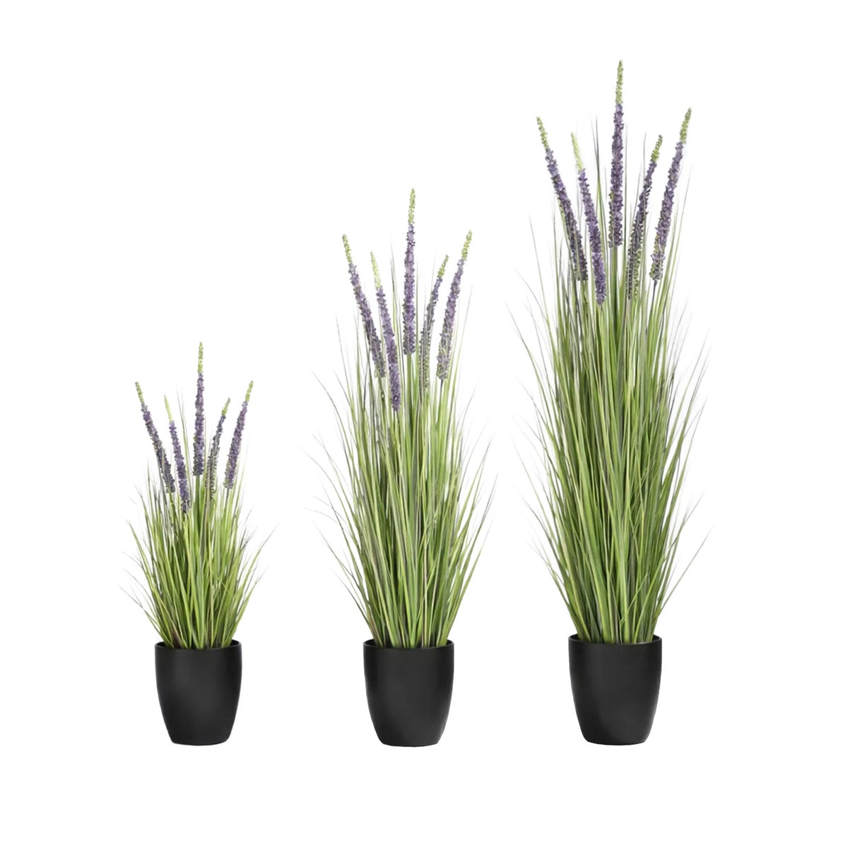 Pot Eremurus paars Pot Eremurus paars