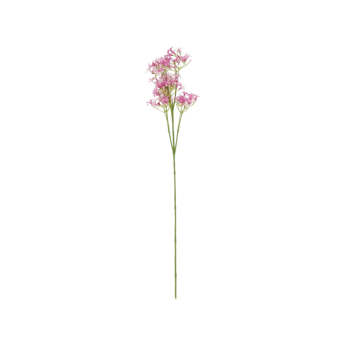 Tak saxifrage roze 65 cm Tak saxifrage roze 65 cm