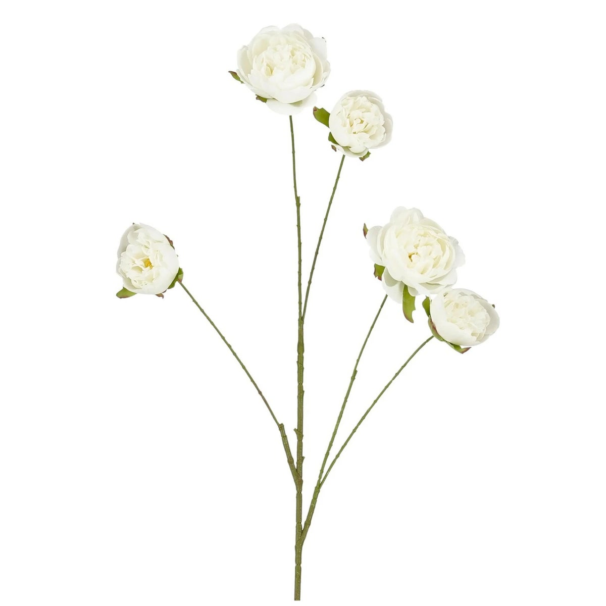 Tak pioen wit 110 cm Tak pioen wit 110 cm