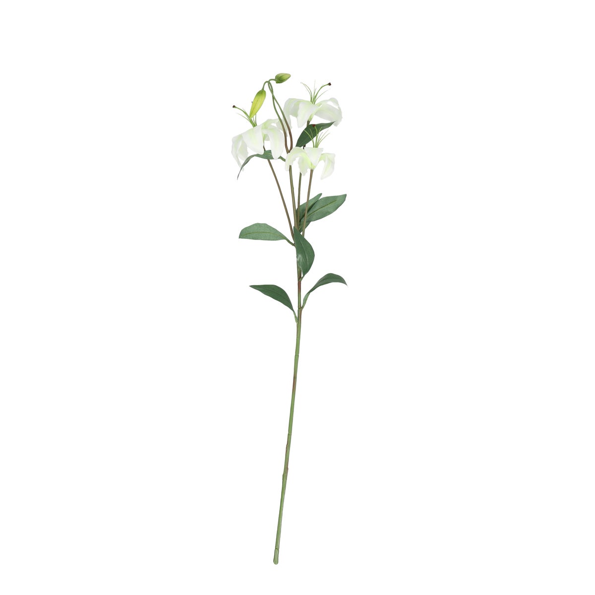 Tak tijgerlelie creme 117 cm Tak tijgerlelie creme 117 cm