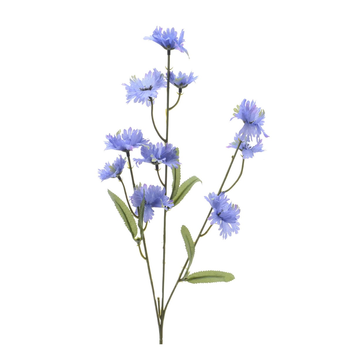 Korenbloem 55cm Korenbloem 55cm