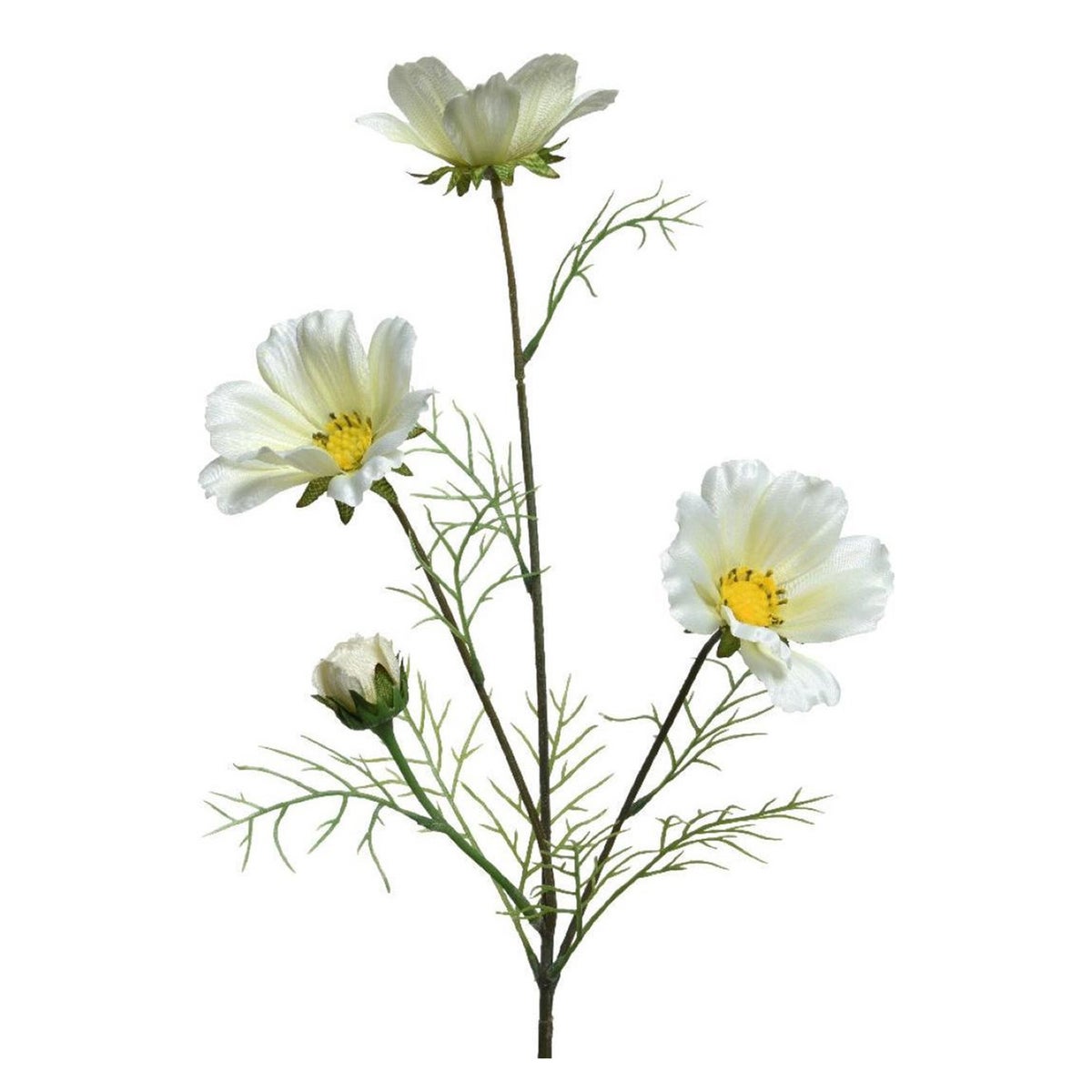 Calliopsis 64cm wit Calliopsis 64cm wit