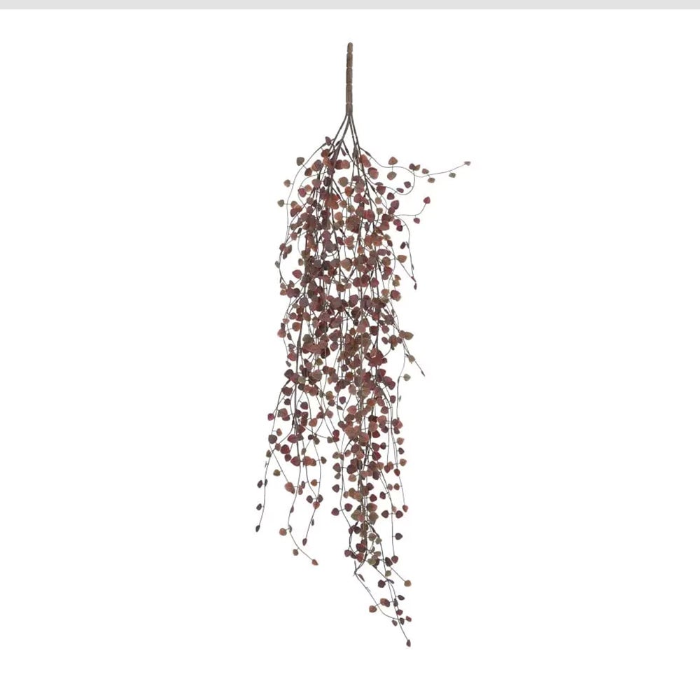 Peperomia hangend 80 cm bordeaux Peperomia hangend 80 cm bordeaux