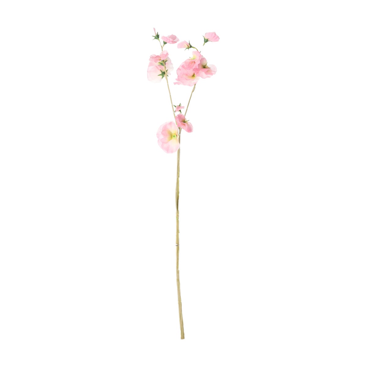 Lathyrus op steel roze 60 cm Lathyrus op steel roze 60 cm