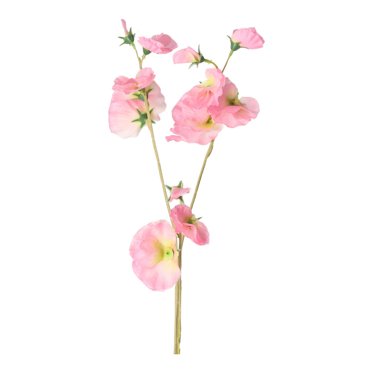 Lathyrus op steel roze 60 cm Lathyrus op steel roze 60 cm