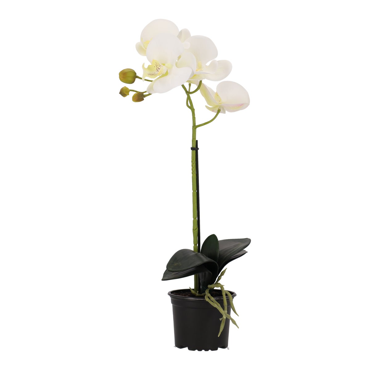 Orchidee 38 cm wit Orchidee 38 cm wit