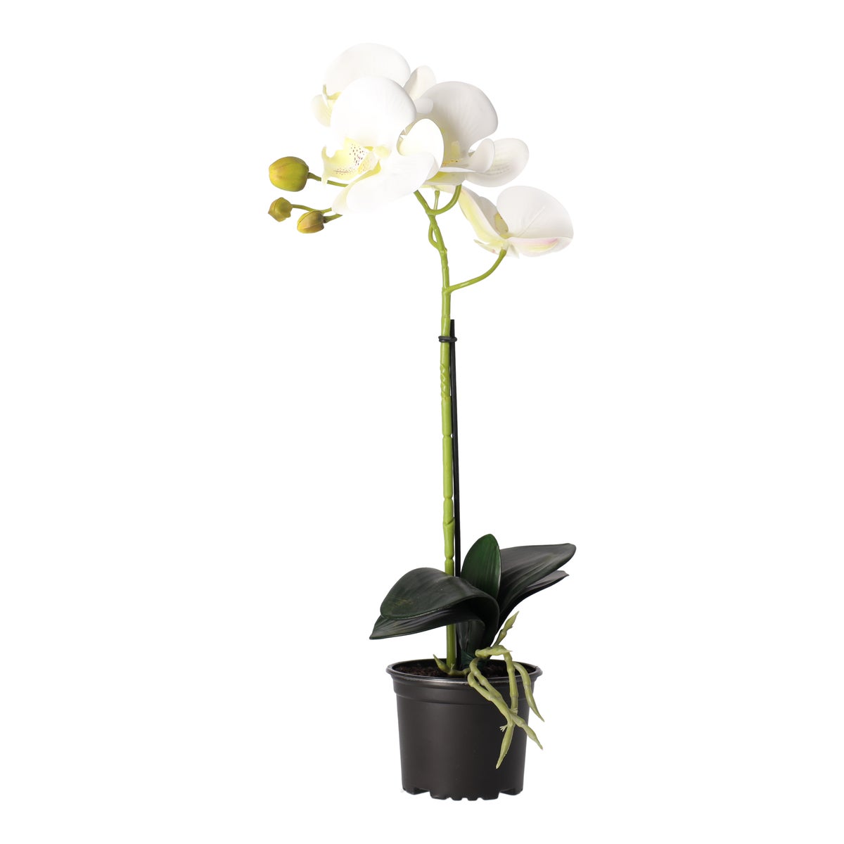 Orchidee 38 cm wit Orchidee 38 cm wit