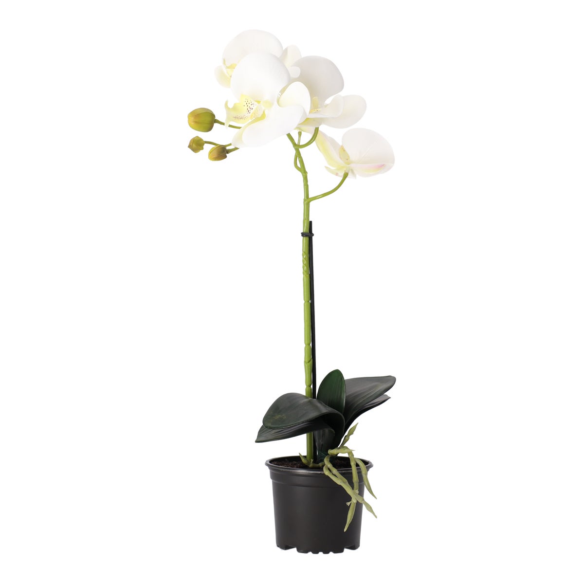 Orchidee 38 cm wit Orchidee 38 cm wit