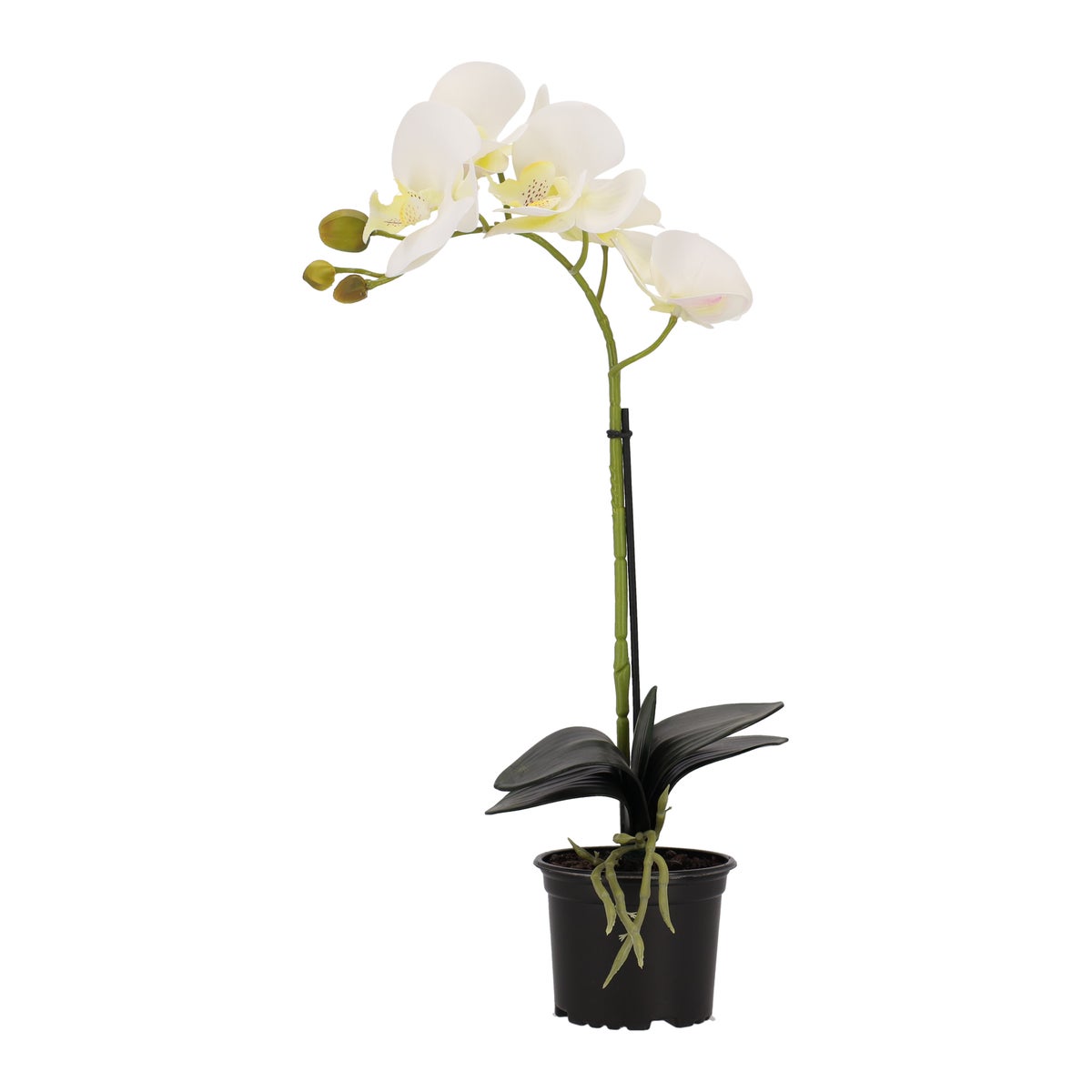 Orchidee 38 cm wit Orchidee 38 cm wit