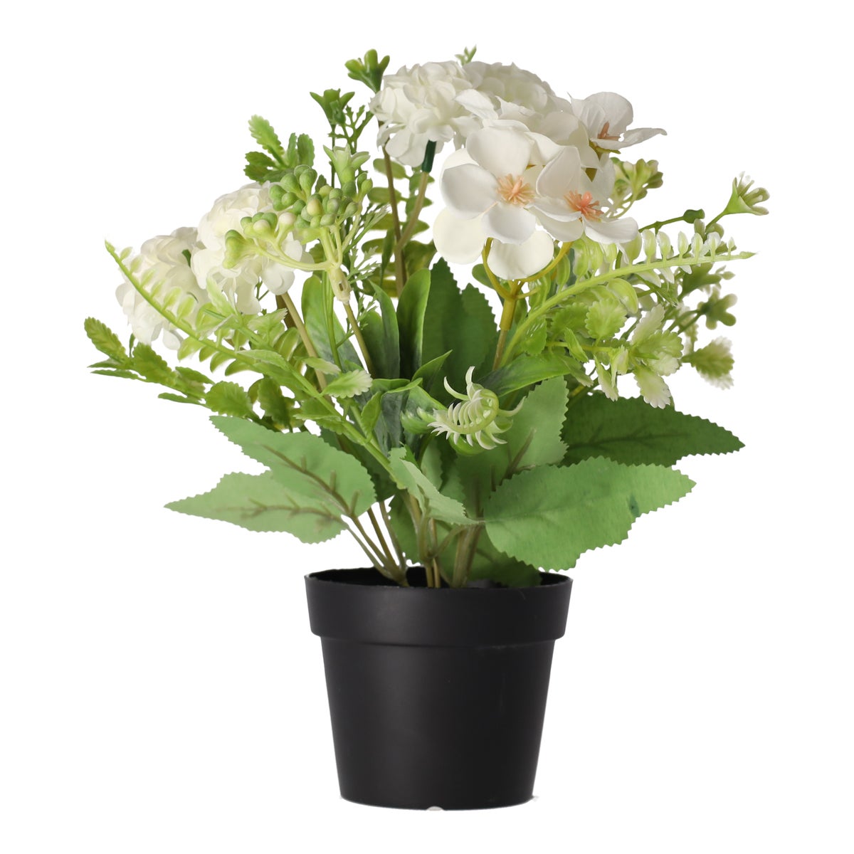 Plant in pot 24 cm diverse assorti Plant in pot 24 cm diverse assorti