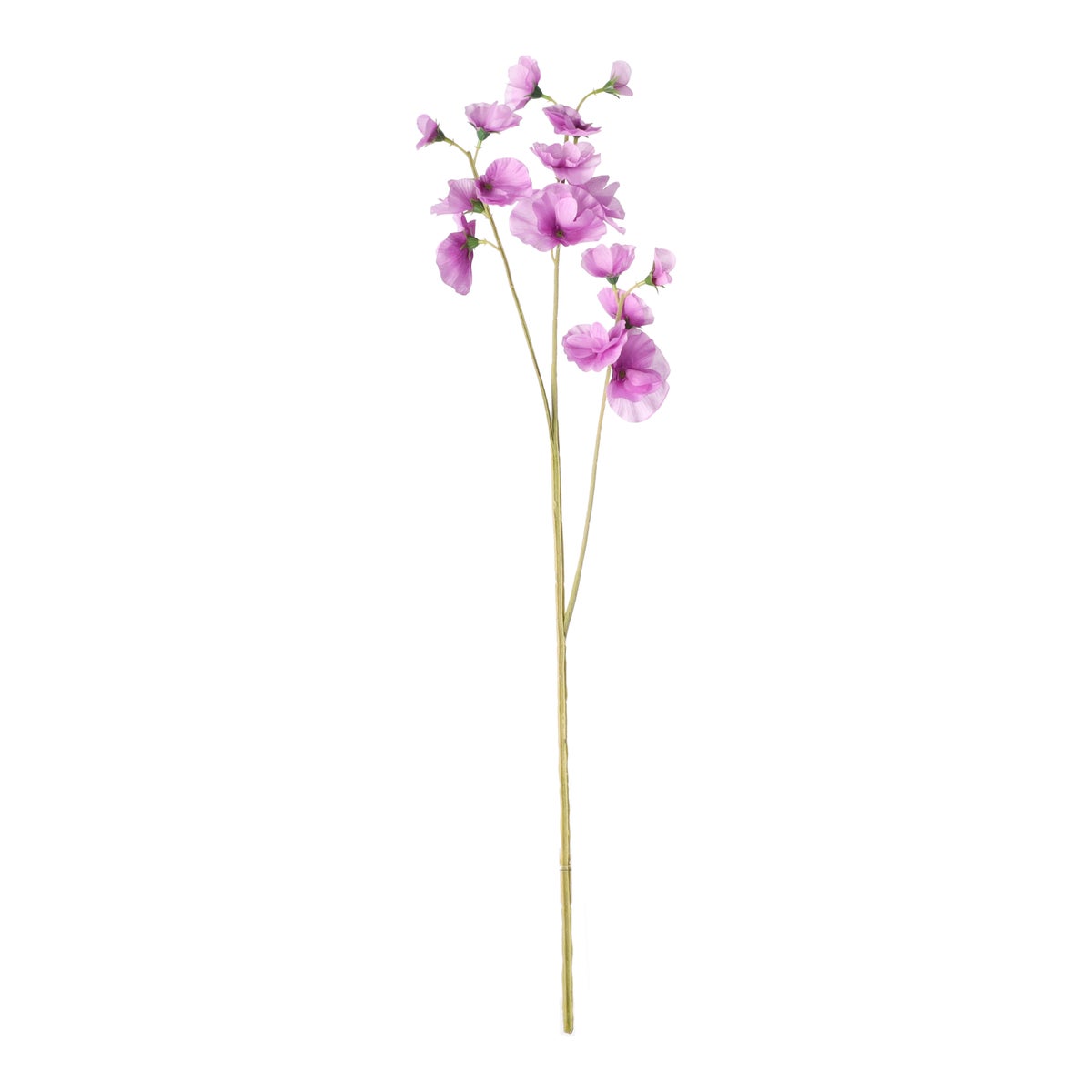 Lathyrus op steel paars 60 cm Lathyrus op steel paars 60 cm