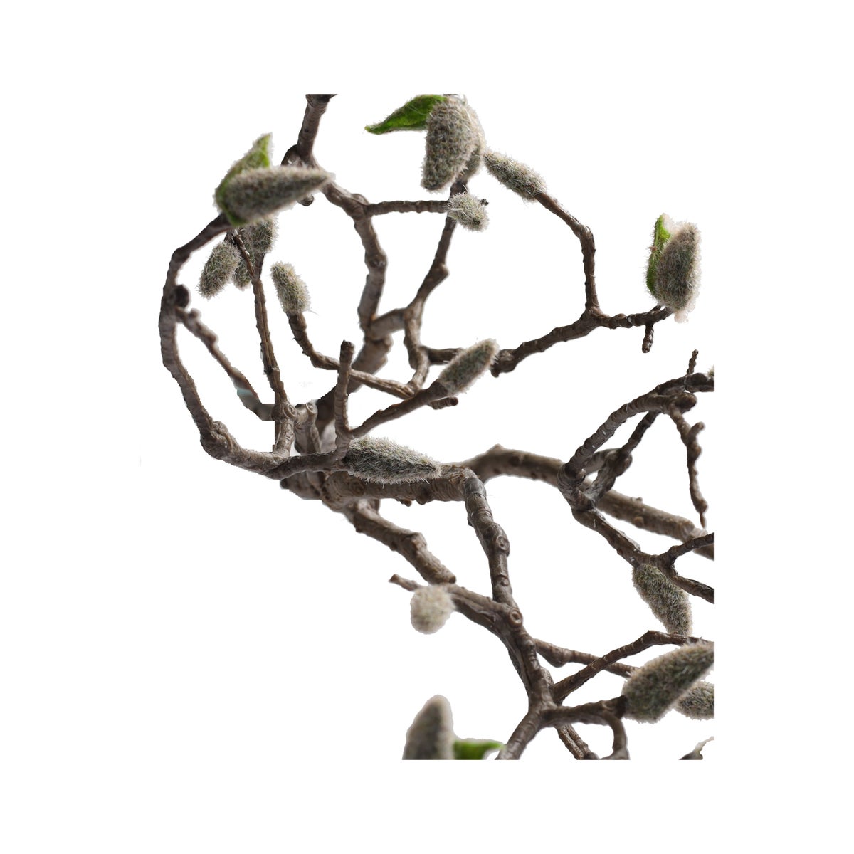 Magnolia tak 93 cm Magnolia tak 93 cm