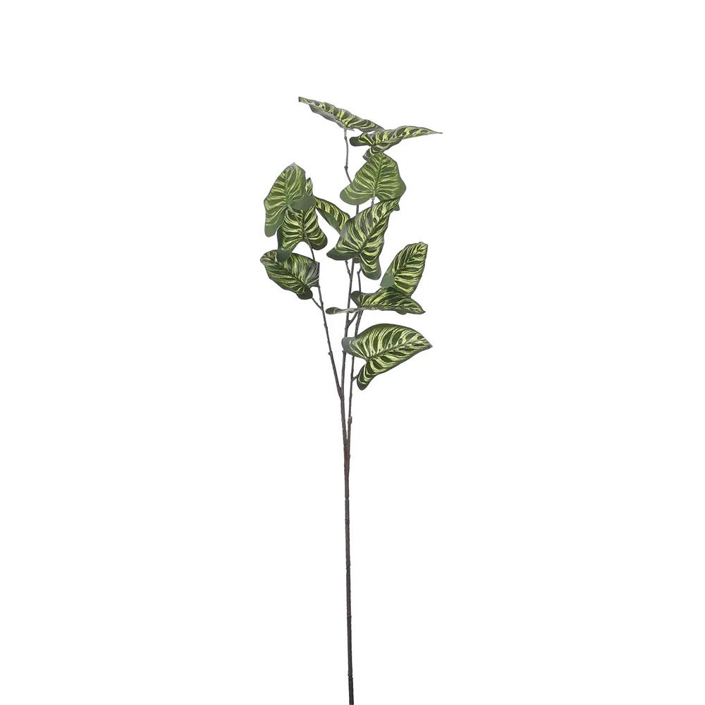 Tak Syngonium groen 78 cm Tak Syngonium groen 78 cm