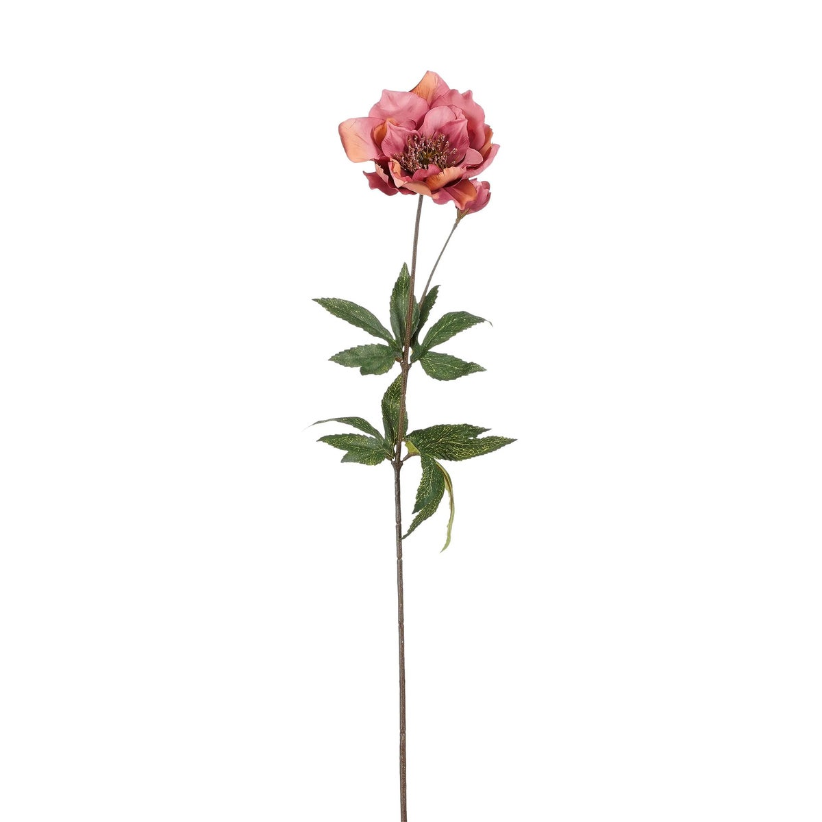 Bloem Helleborus roze 60 cm Bloem Helleborus roze 60 cm