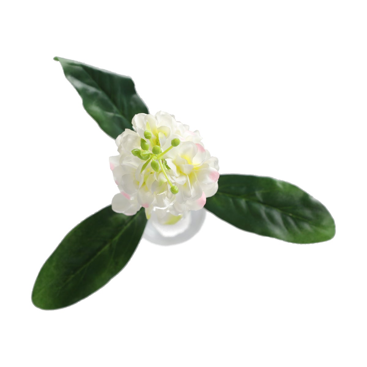 Ridderspoor 51cm wit Ridderspoor 51cm wit