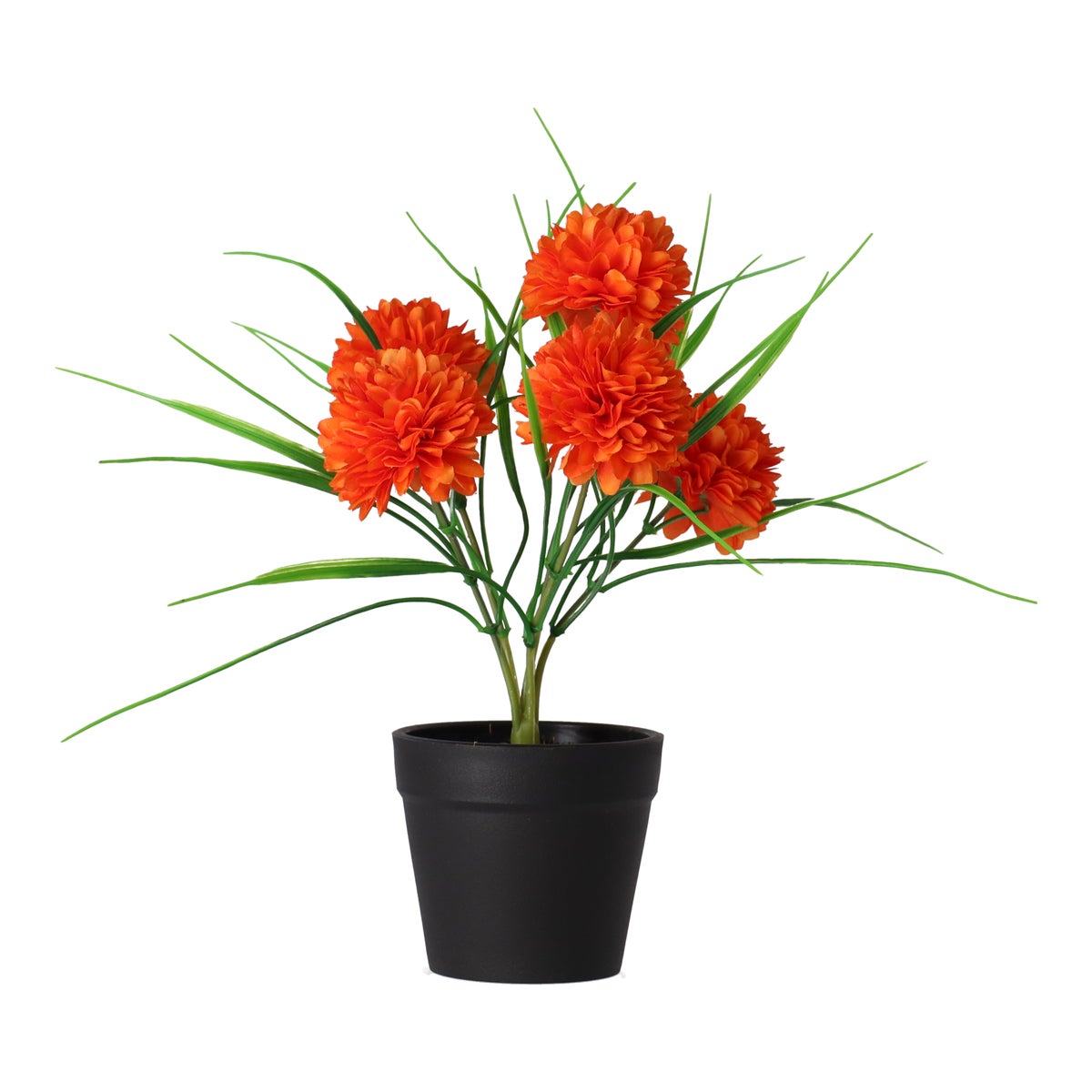 Chrysant in pot roze, oranje, crème Chrysant in pot roze, oranje, crème