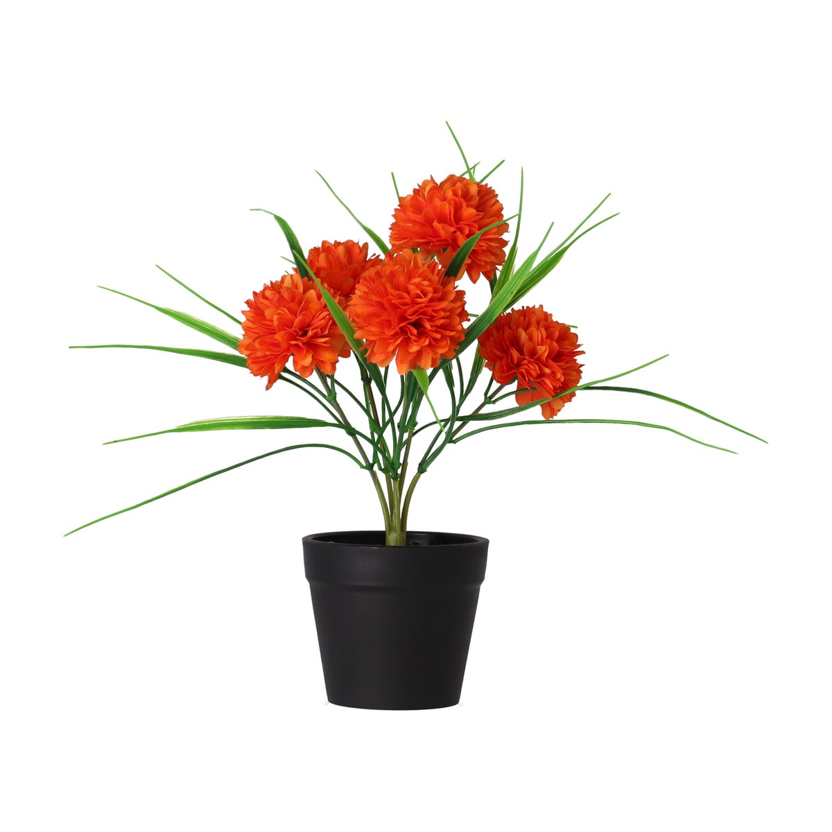 Chrysant in pot roze, oranje, crème Chrysant in pot roze, oranje, crème