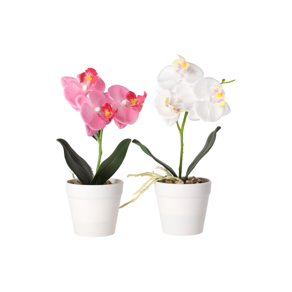 Phalaenopsis in pot wit, roze en perzik, 3 assorti Phalaenopsis in pot wit, roze en perzik, 3 assorti