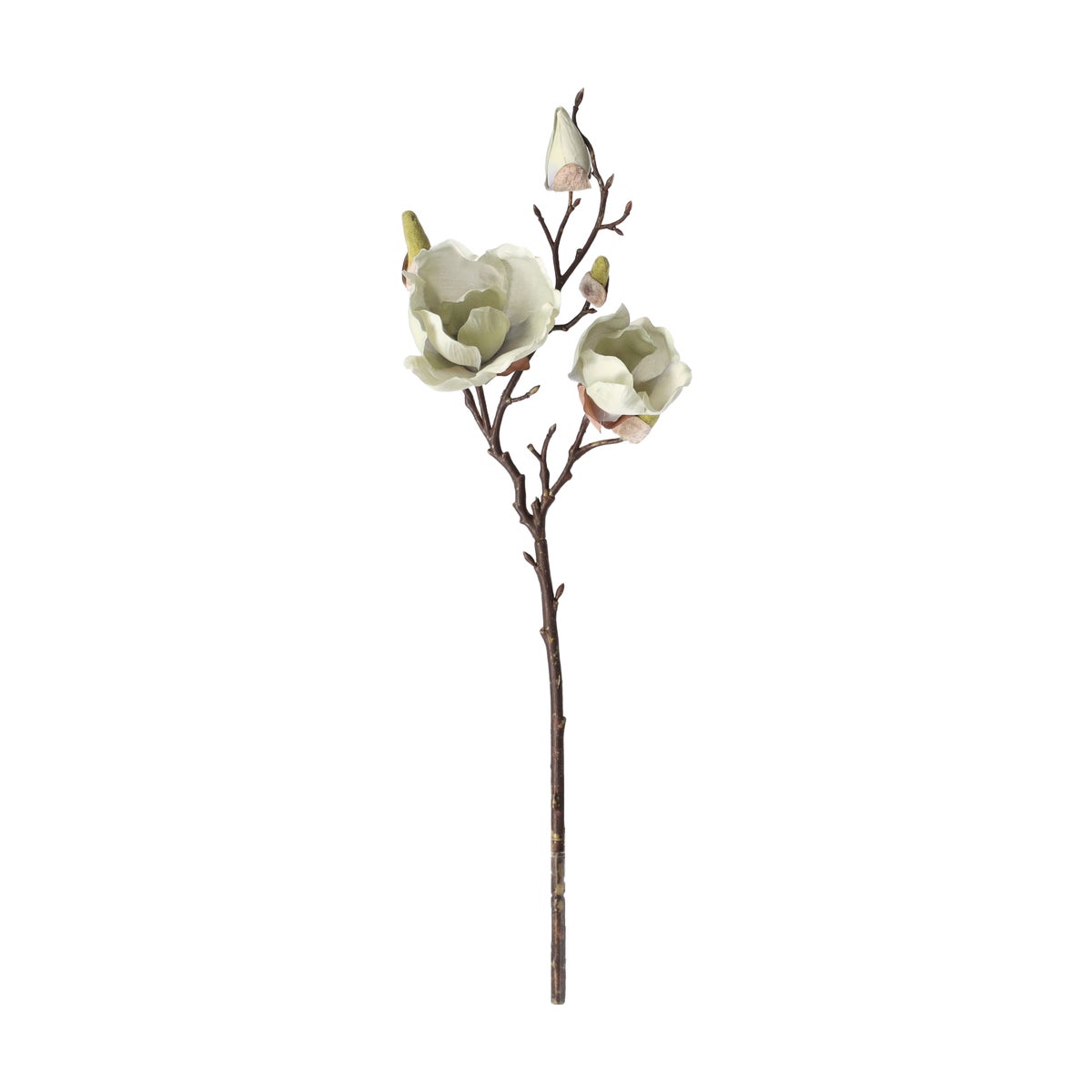 Magnolia enkel 55 cm groen Magnolia enkel 55 cm groen
