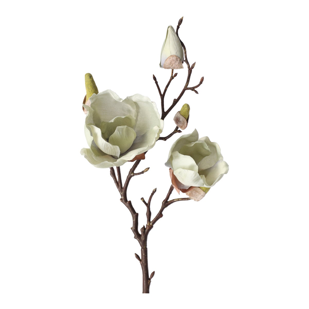 Magnolia enkel 55 cm groen Magnolia enkel 55 cm groen