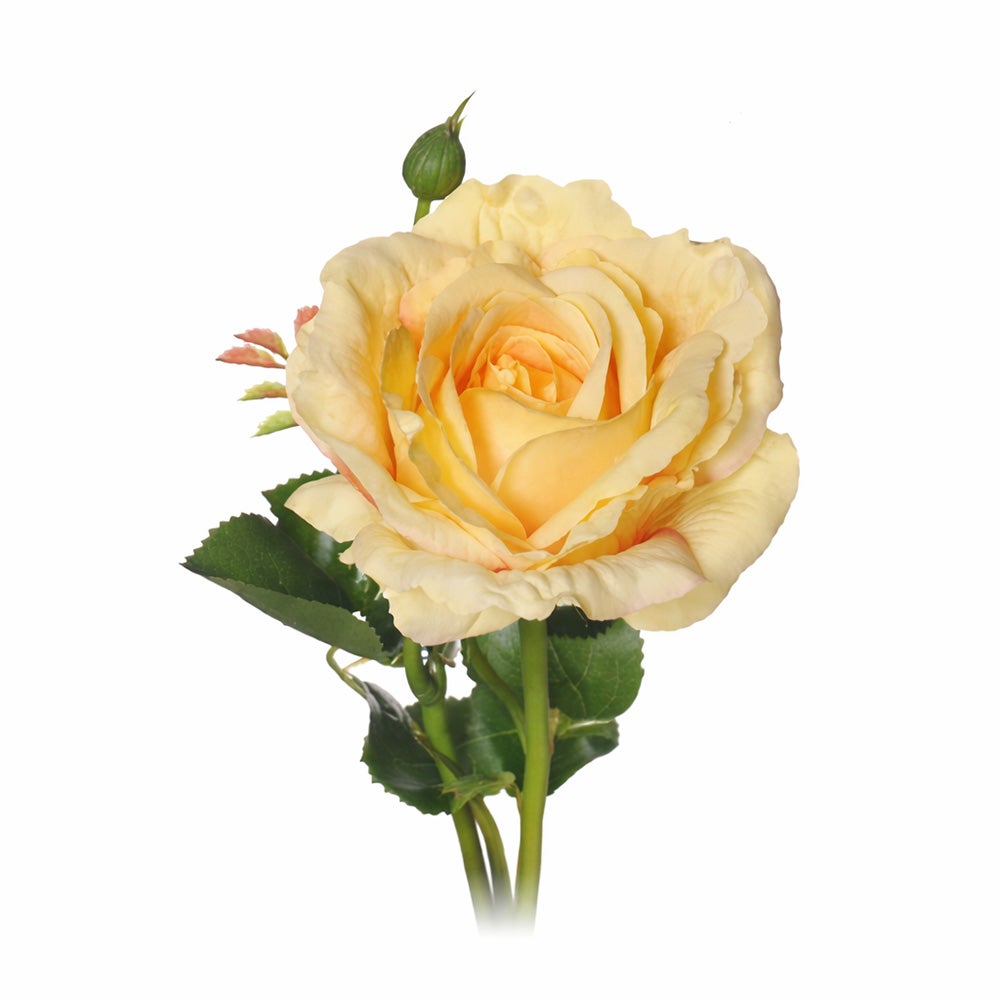 Bloem ireland rose geel 66 cm Bloem ireland rose geel 66 cm