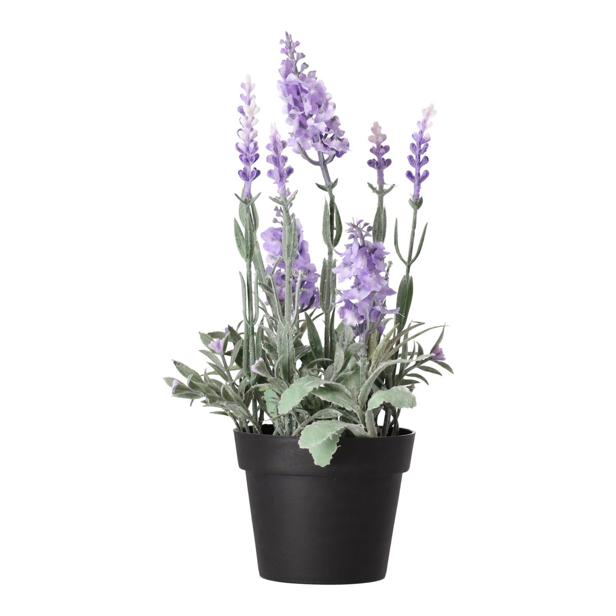 Lavendel in pot 25 cm 3 assorti Lavendel in pot 25 cm 3 assorti