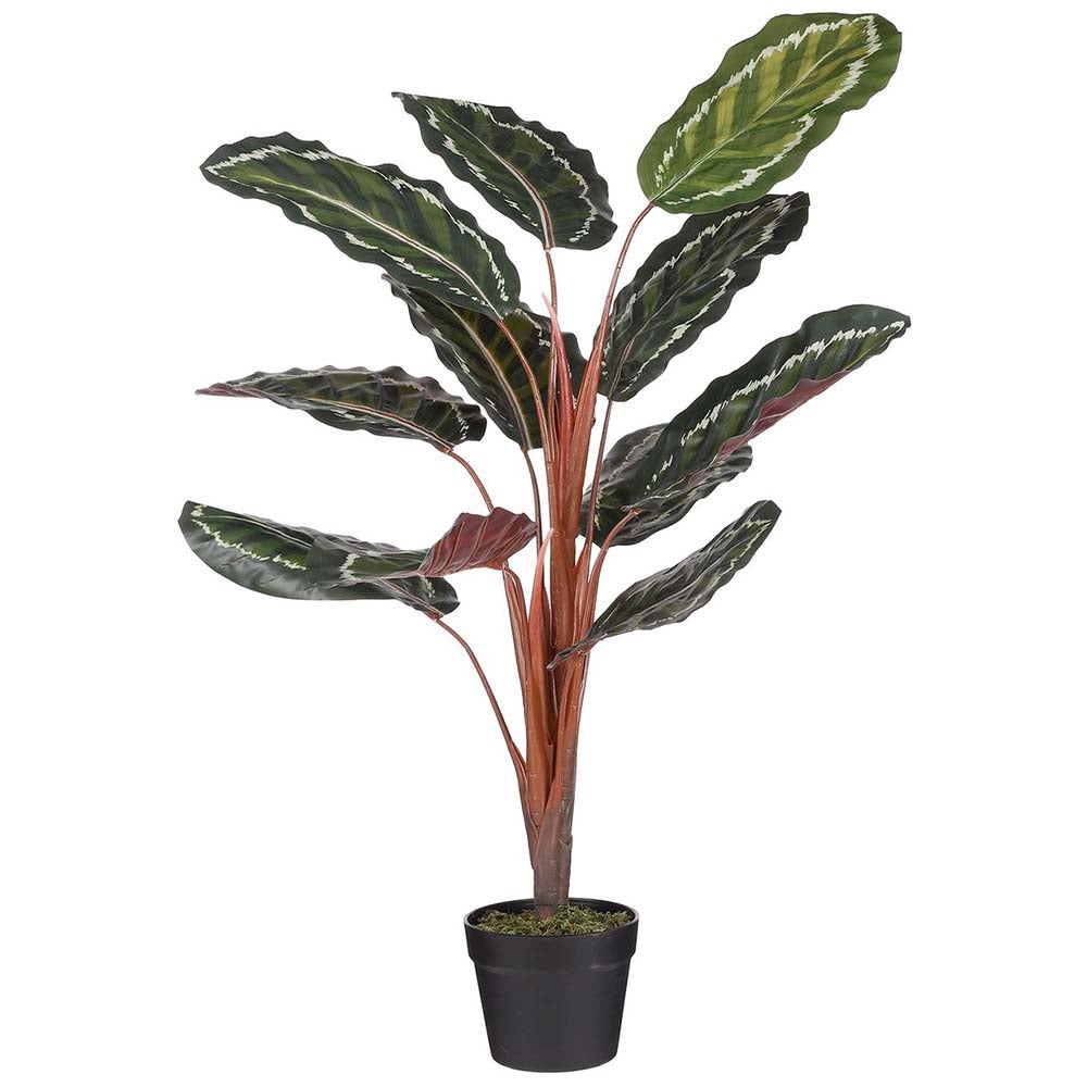 Calathea roseopicta in pot 90 cm Calathea roseopicta in pot 90 cm