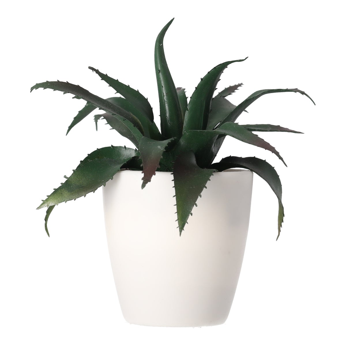 Mini vetplant decoratie 15 cm assorti Mini vetplant decoratie 15 cm assorti
