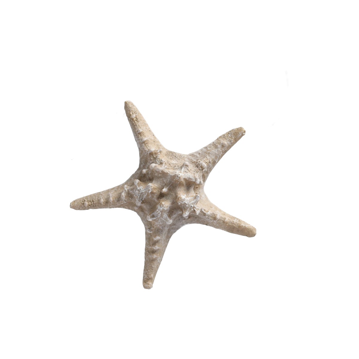 Zeester 19 cm 2 assorti Zeester 19 cm 2 assorti