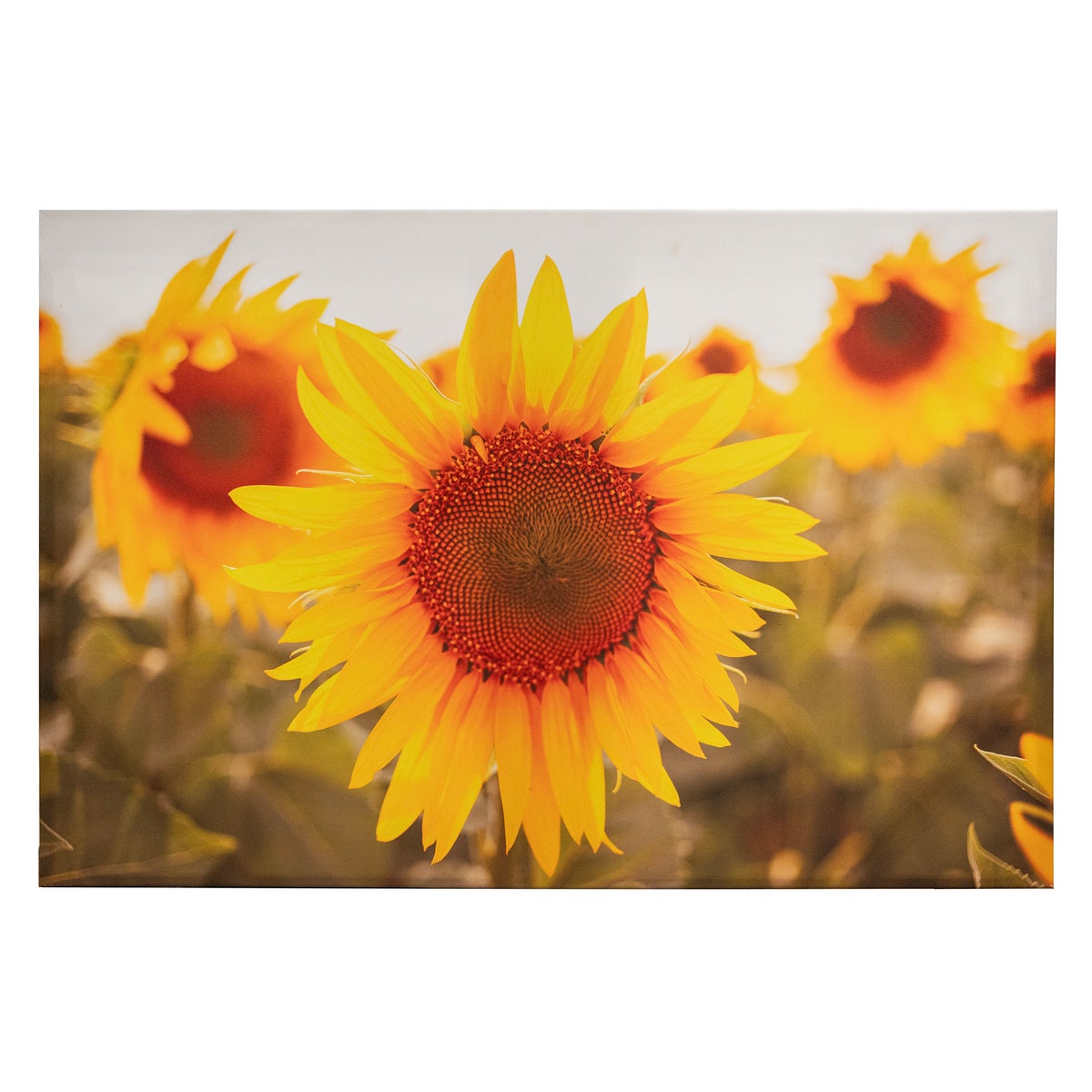 Buitenschilderij 90 x 60 cm zonnebloem Buitenschilderij 90 x 60 cm zonnebloem