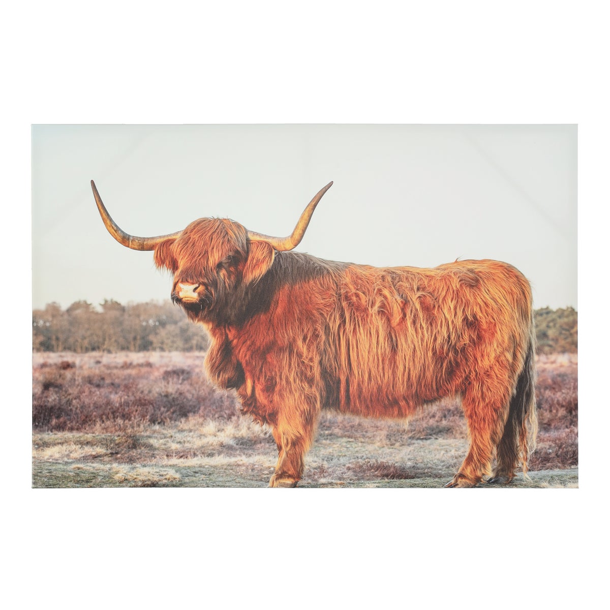 Buitenschilderij Highland cow 90 x 60 cm Buitenschilderij Highland cow 90 x 60 cm