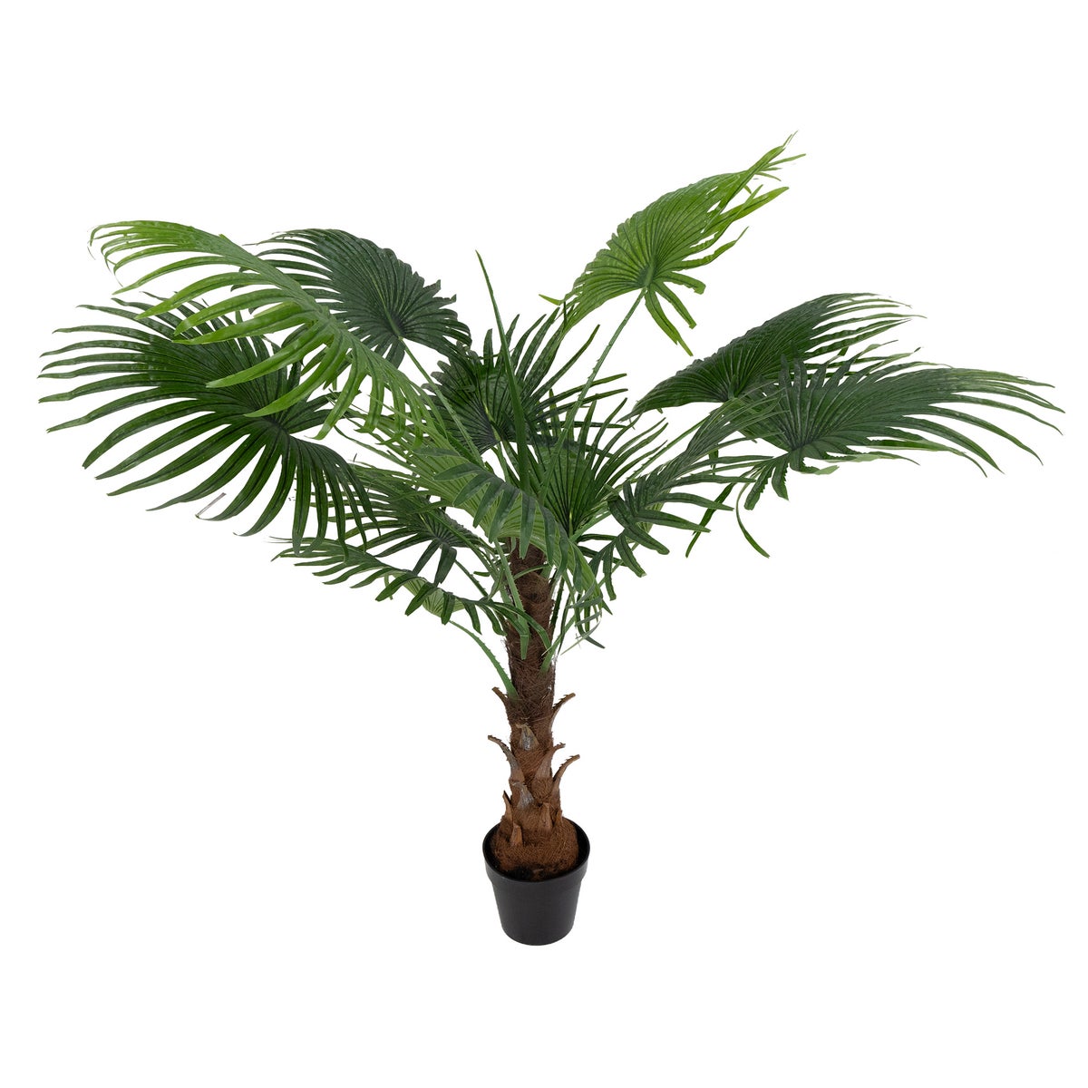Waaierpalm outdoor 150 cm Waaierpalm outdoor 150 cm