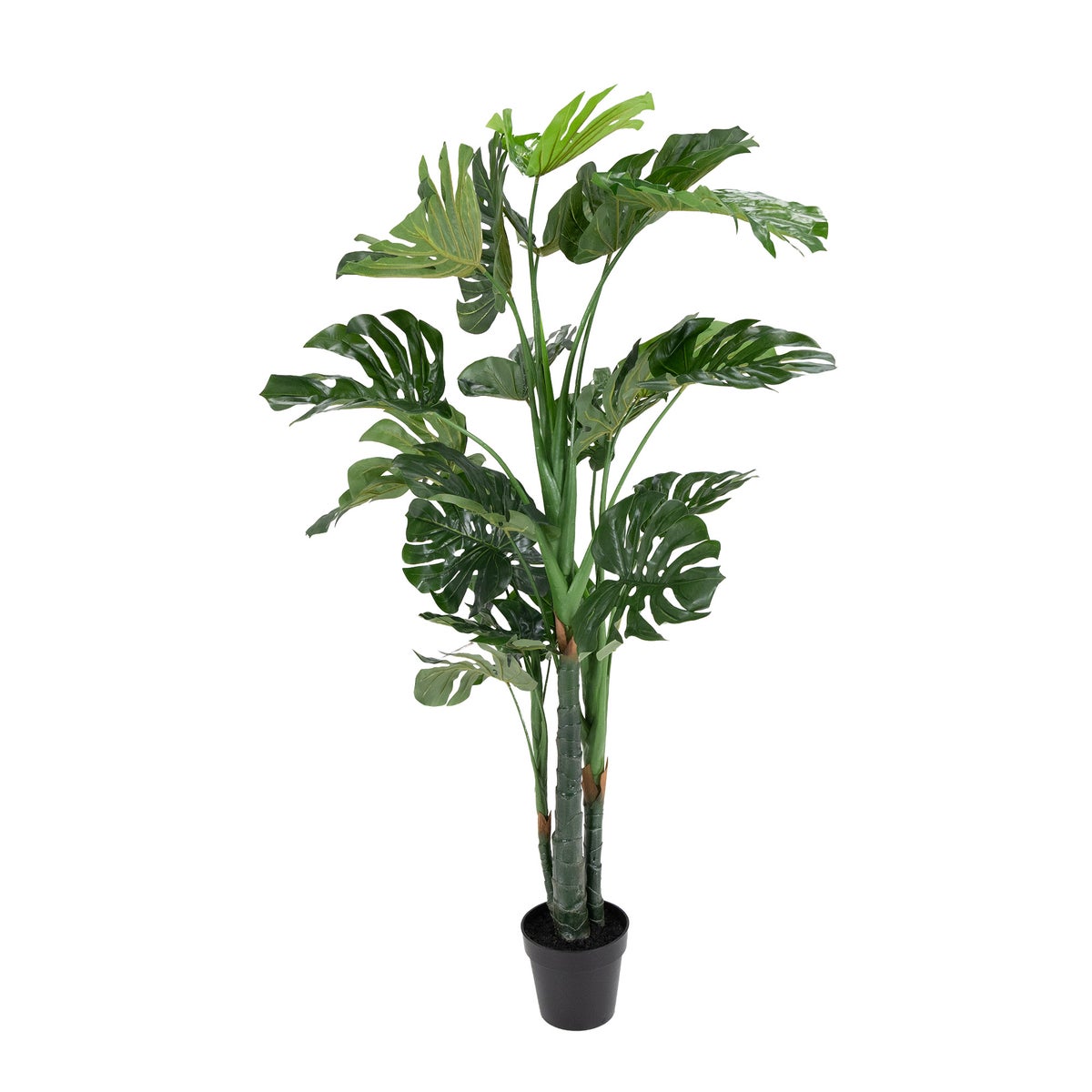 Monstera outdoor 150 cm Monstera outdoor 150 cm