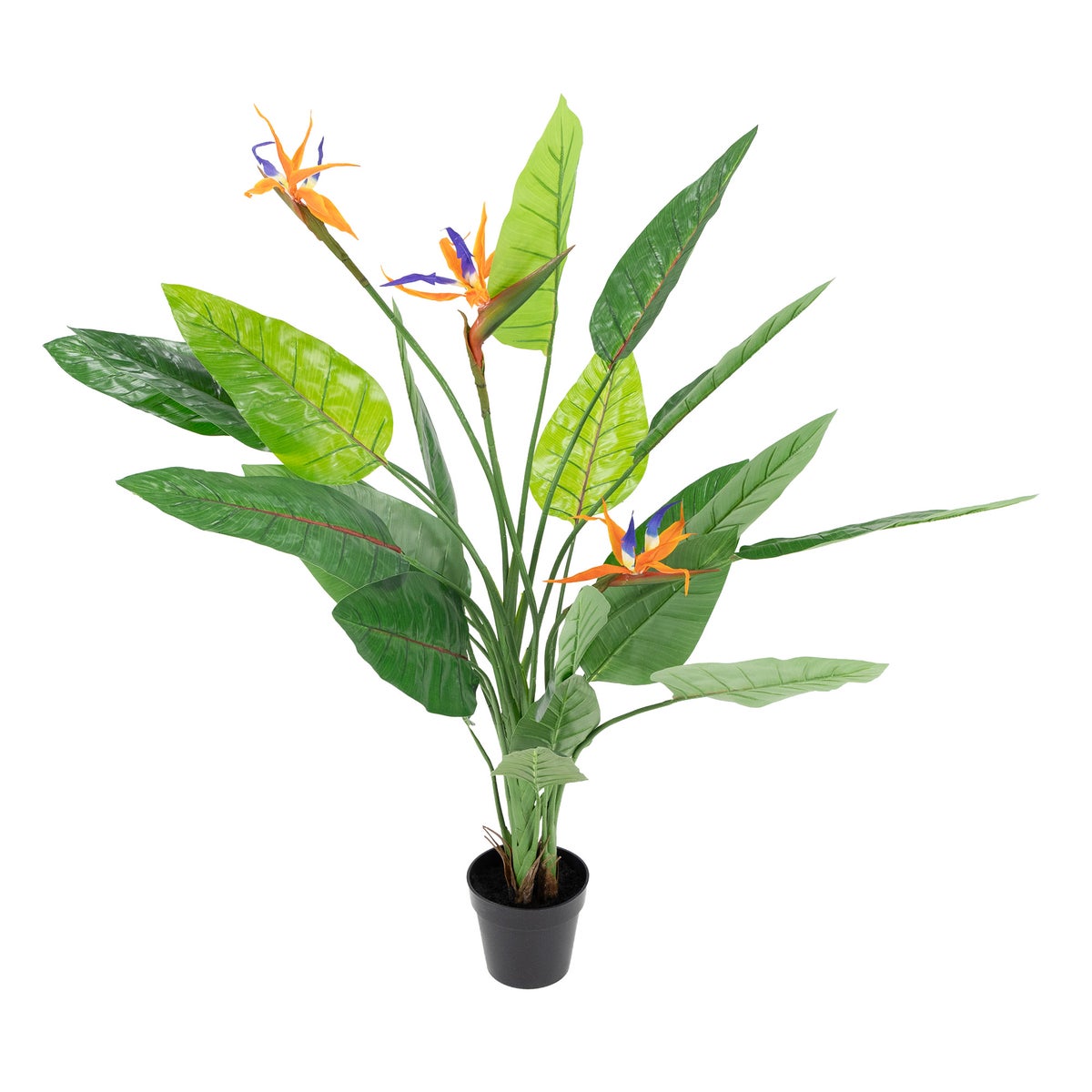 Strelitzia outdoor 145 cm Strelitzia outdoor 145 cm