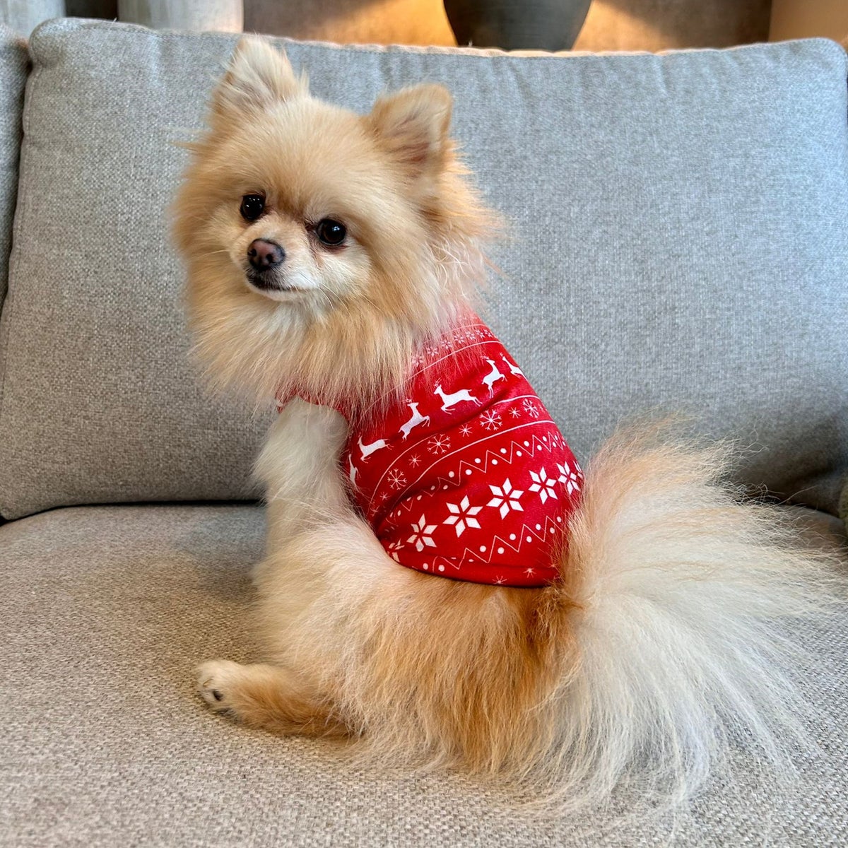 Trui Hond Kerst Nordic Rood Trui Hond Kerst Nordic Rood