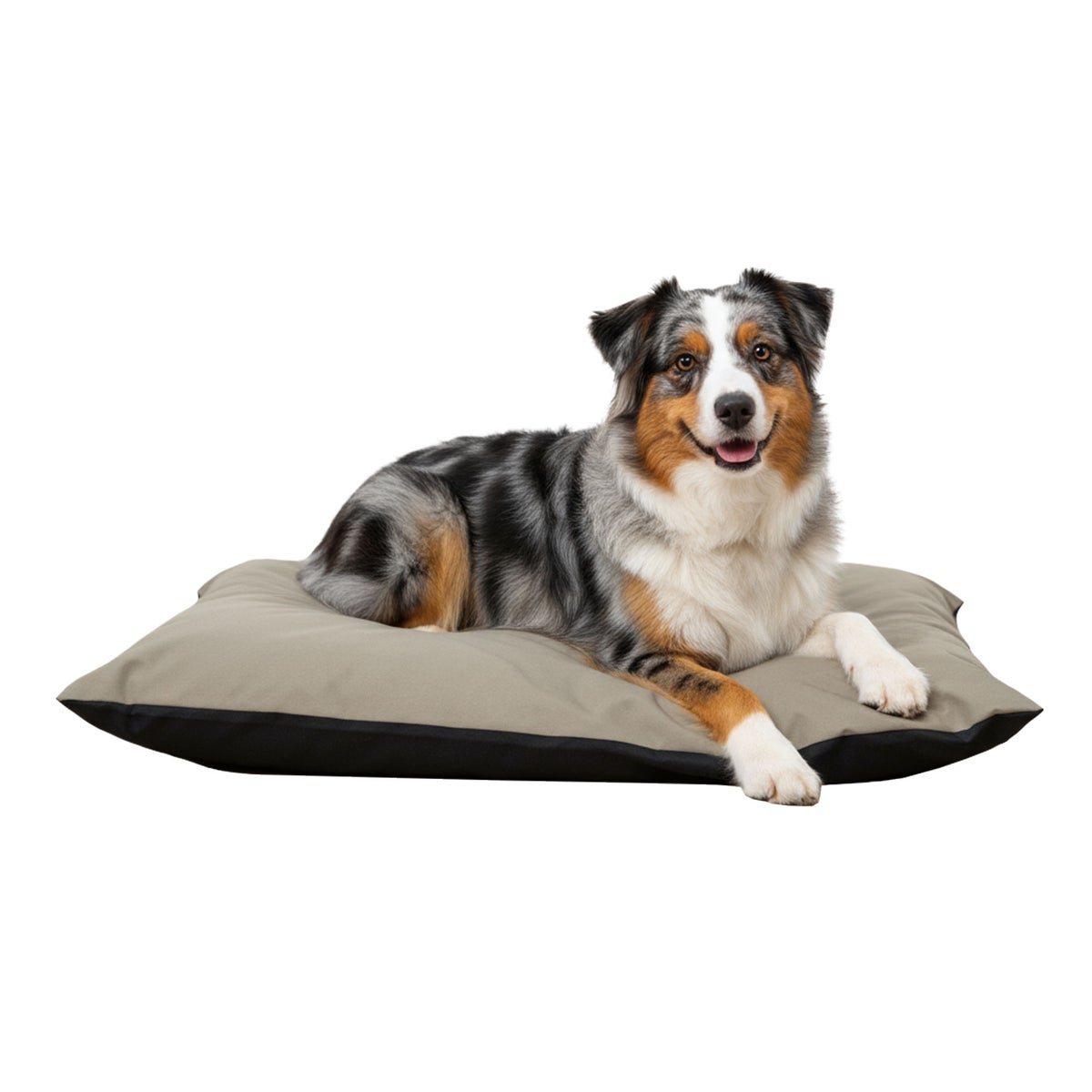 Hondenlounge fur uni Hondenlounge fur uni