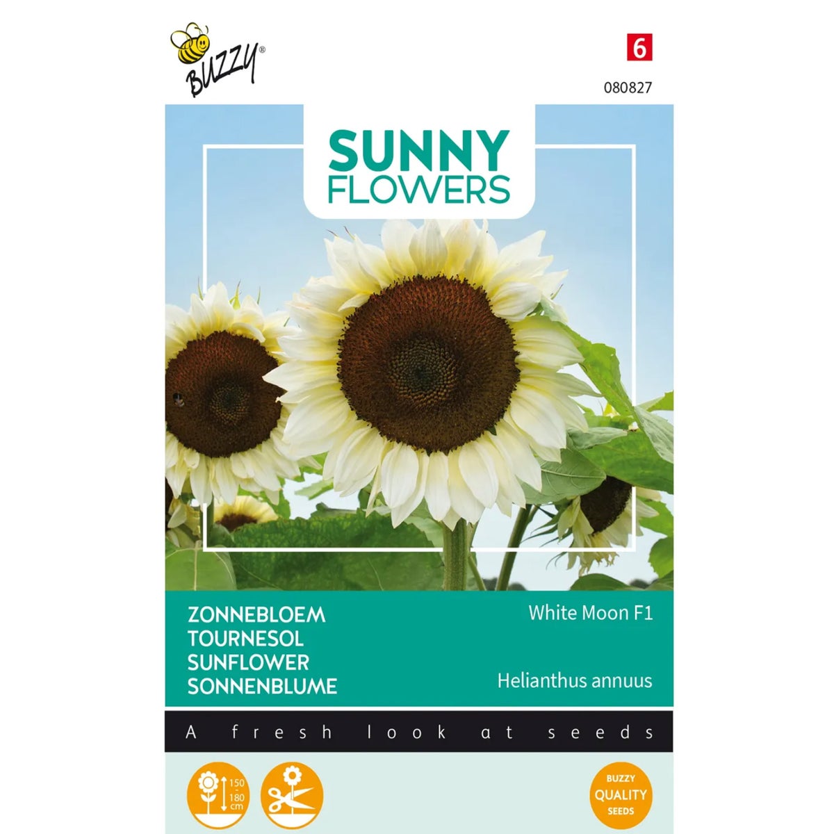 Zonnebloem White Moon of Night Zonnebloem White Moon of Night