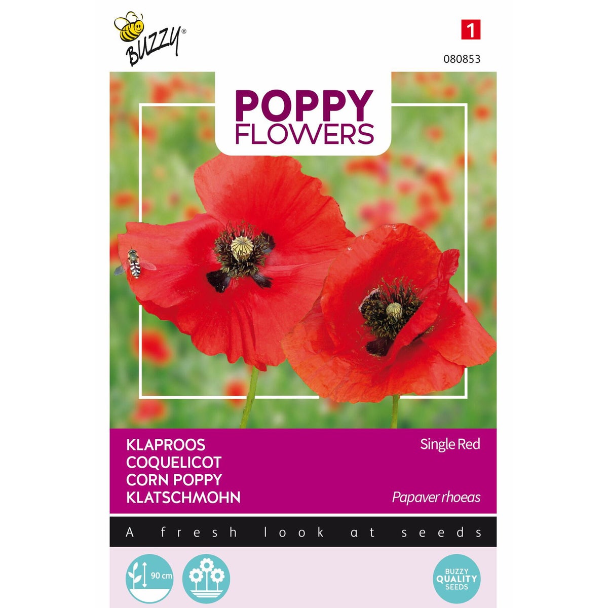 Klaproos Rhoeas rood Klaproos Rhoeas rood