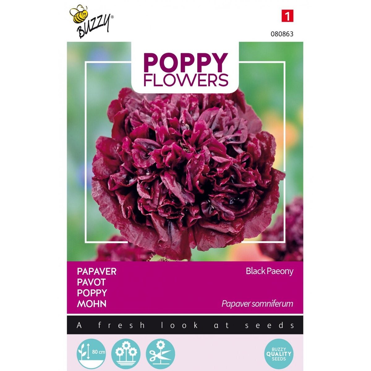 Papaver Black Paeony Papaver Black Paeony