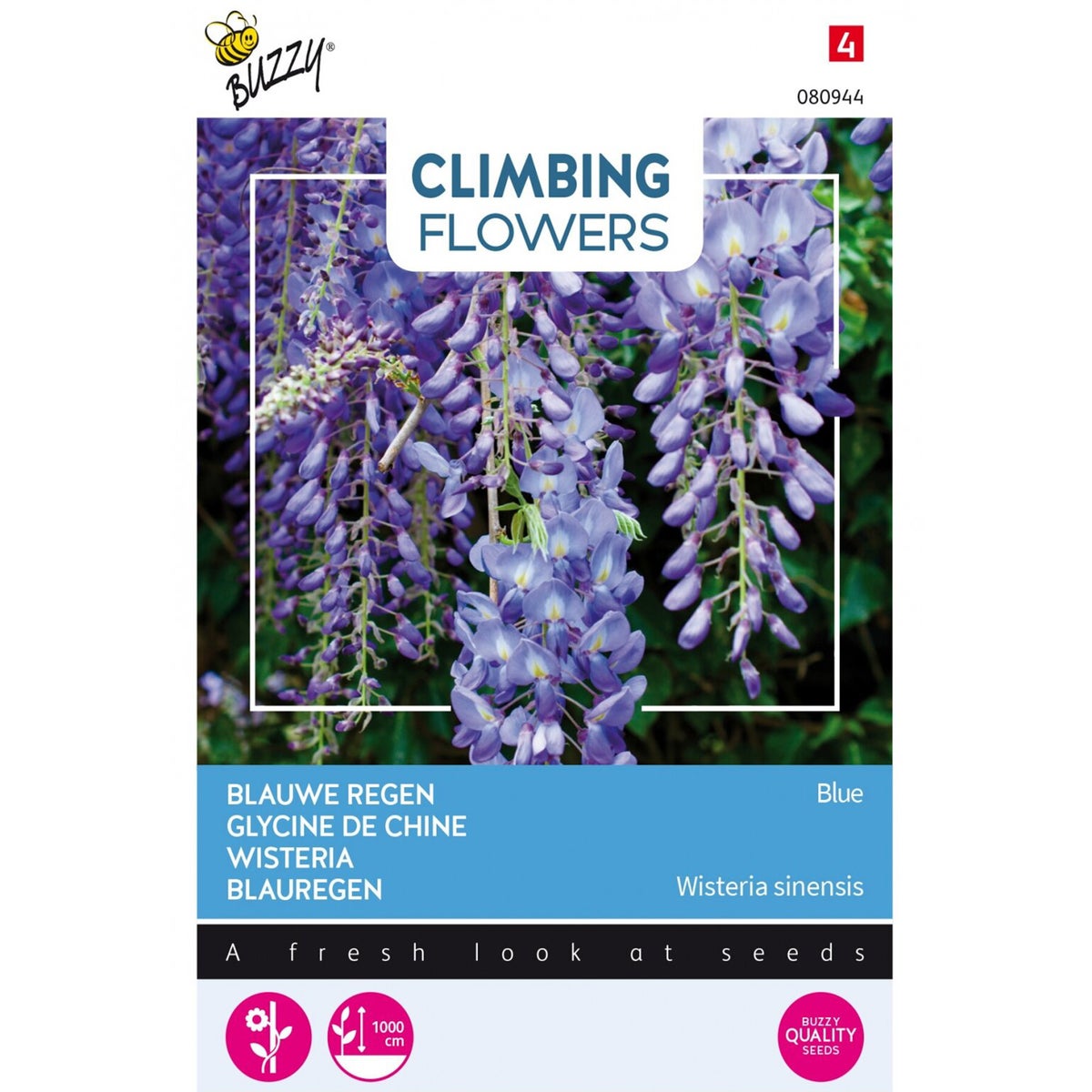 Blauwe Regen Blauwe Regen