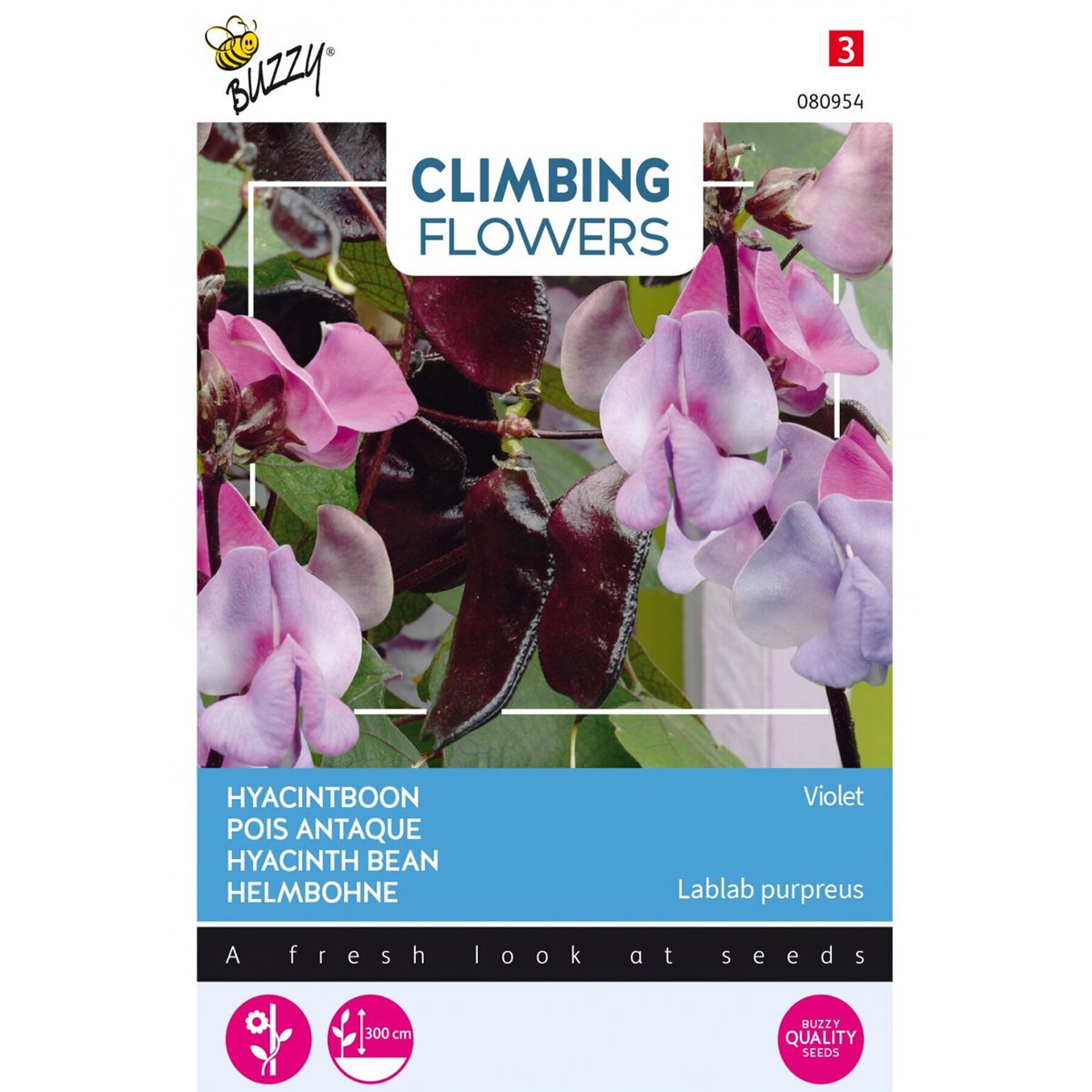 Hyacinthboon Hyacinthboon