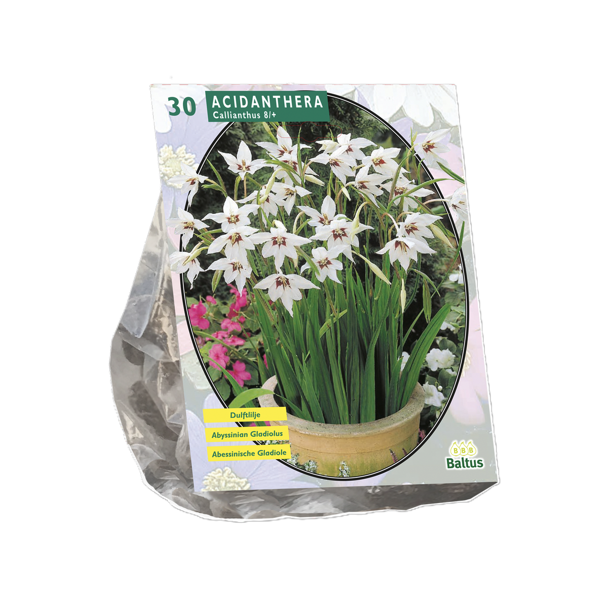 Acidanthera Bicolor per 30 Acidanthera Bicolor per 30