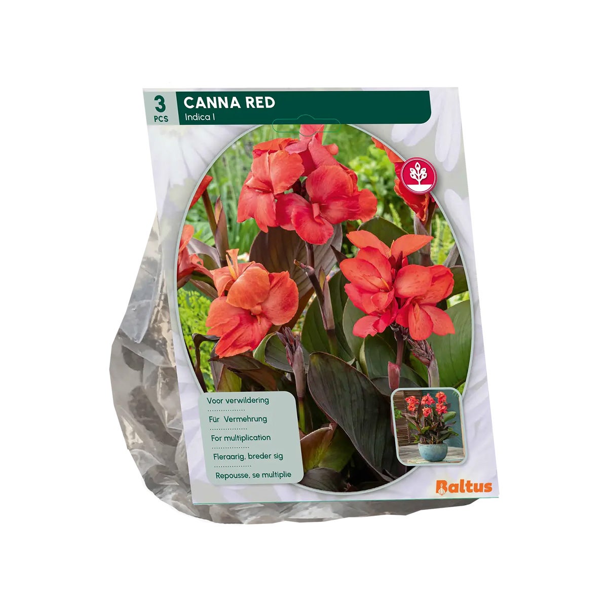 Canna donkerrood blad rood Canna donkerrood blad rood