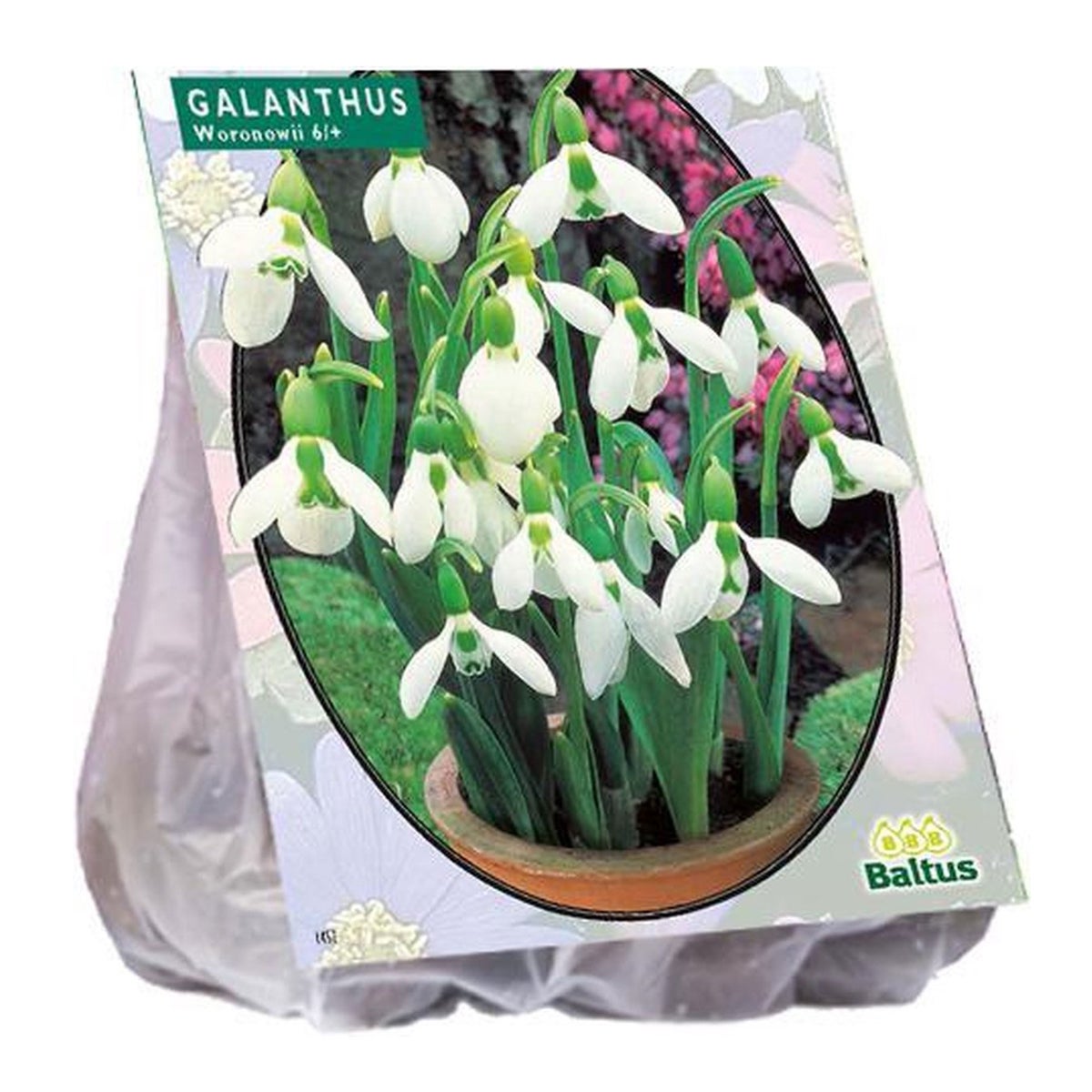 Galanthus Woronowii per 25 Galanthus Woronowii per 25