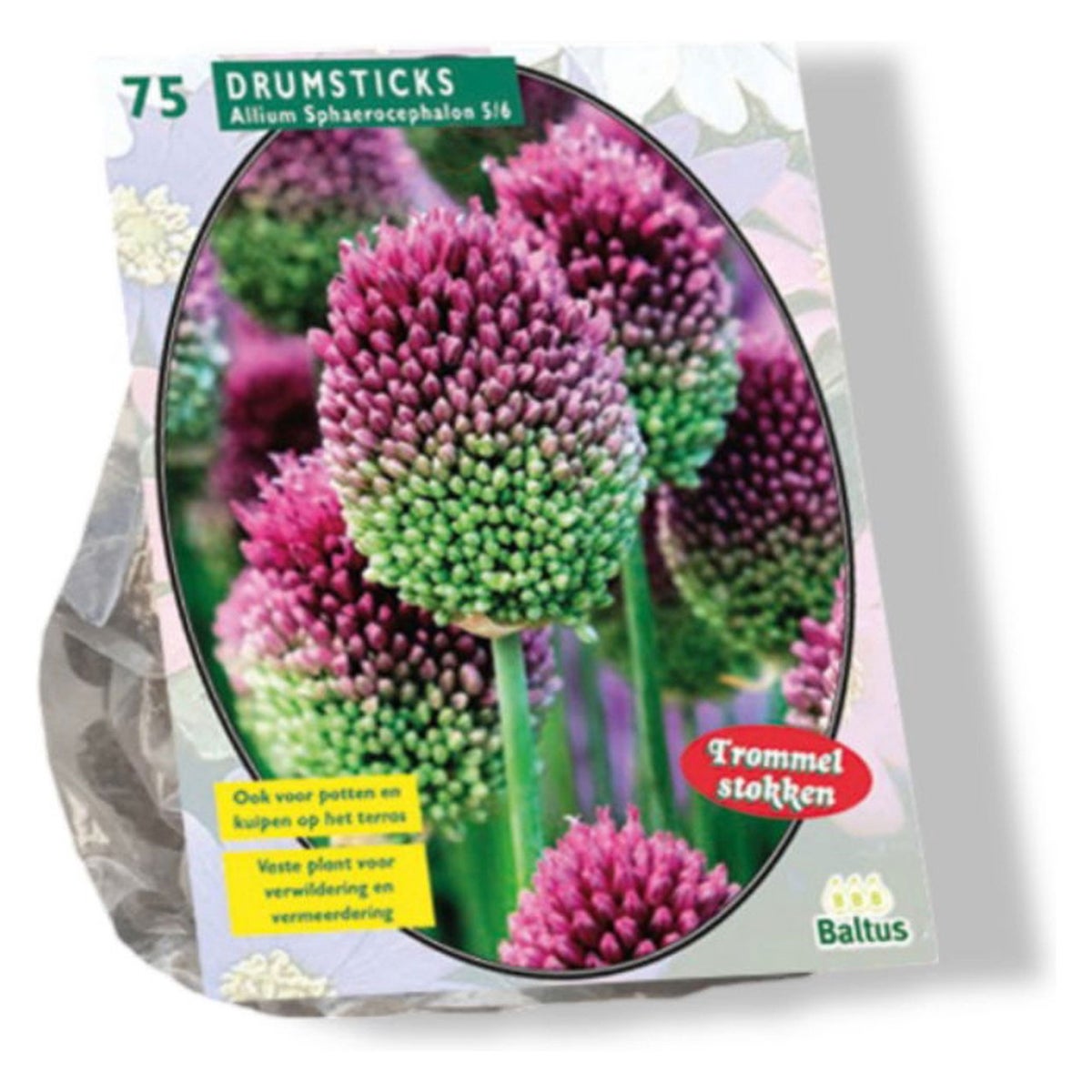 Allium Sphaerocephalon per 75 Allium Sphaerocephalon per 75