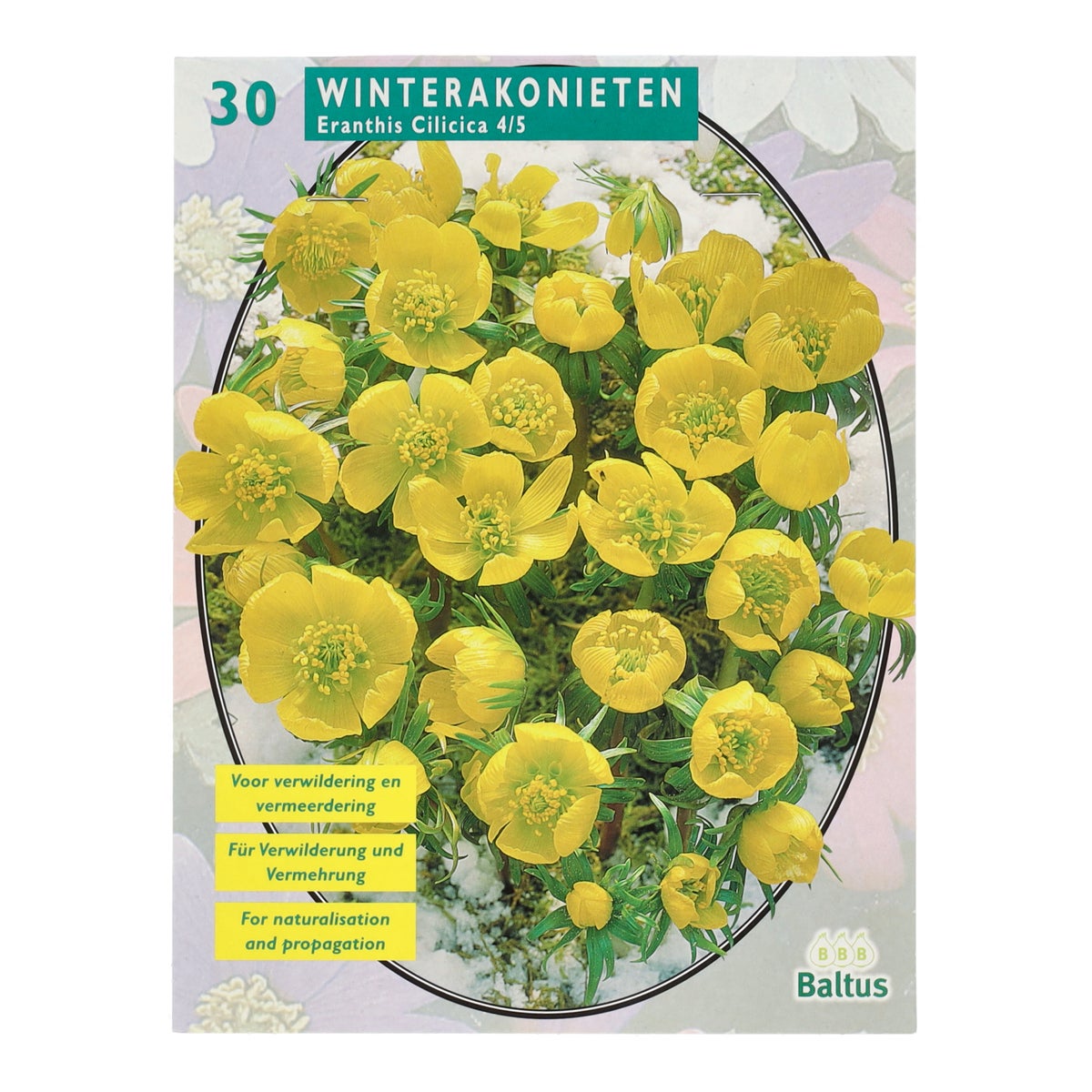 Eranthis Cilicica per 30 Eranthis Cilicica per 30