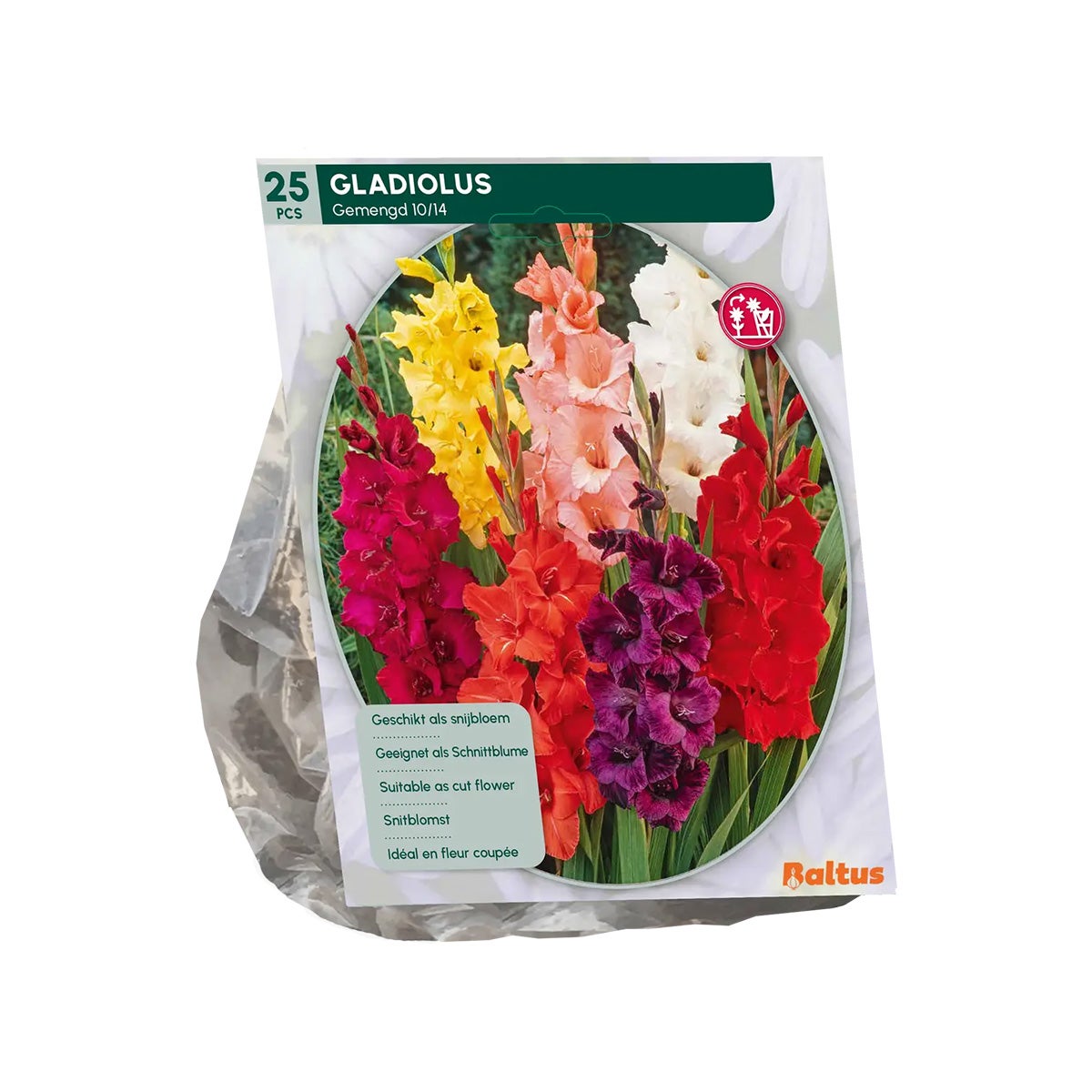 Gladiolus Mix per 25 stuks Gladiolus Mix per 25 stuks