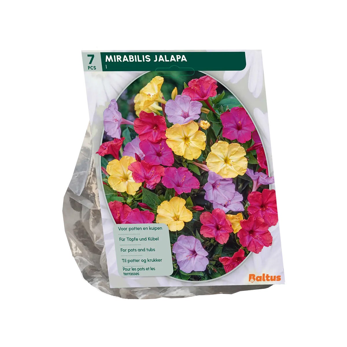 Mirabilis Jalapa Mirabilis Jalapa