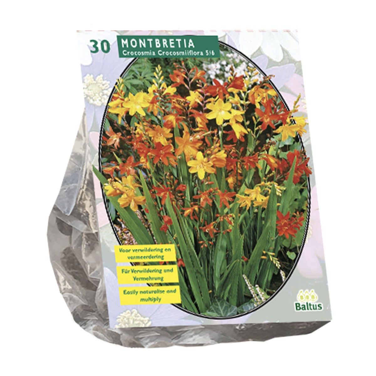 Montbretia per 30 Montbretia per 30